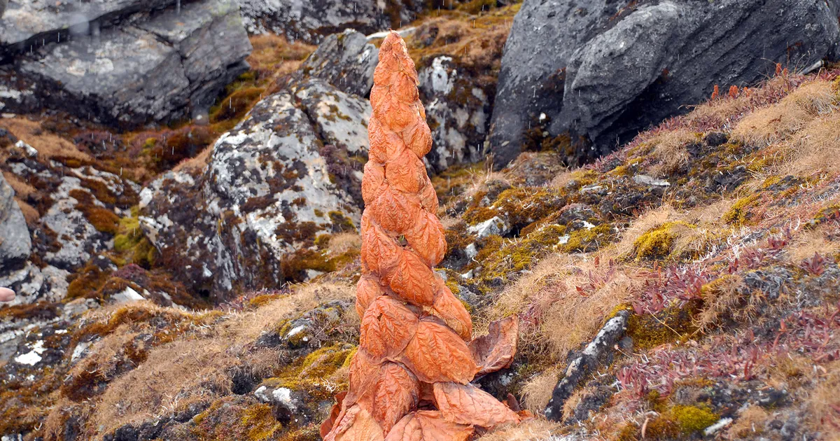 File:Very rare plant. Our guides explained it to us.: panoramio.jpg